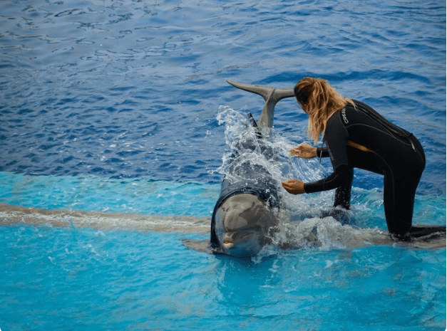 La pétition pour protéger les dauphins en Méditerranée atteint un million de signatures